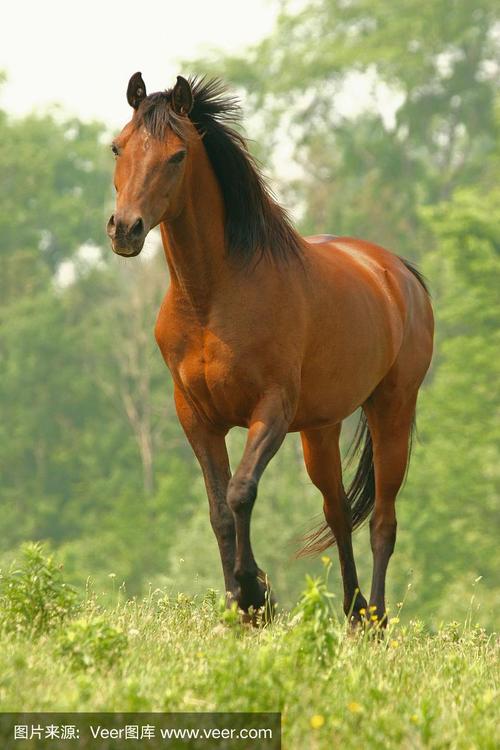 世界上最漂亮的马