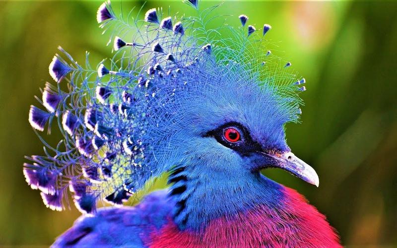 世界上最漂亮的鸟类图