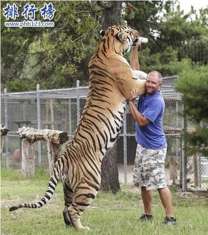 哪个地方的老虎更大
