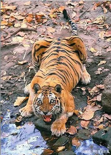 比孟加拉虎更大的老虎
