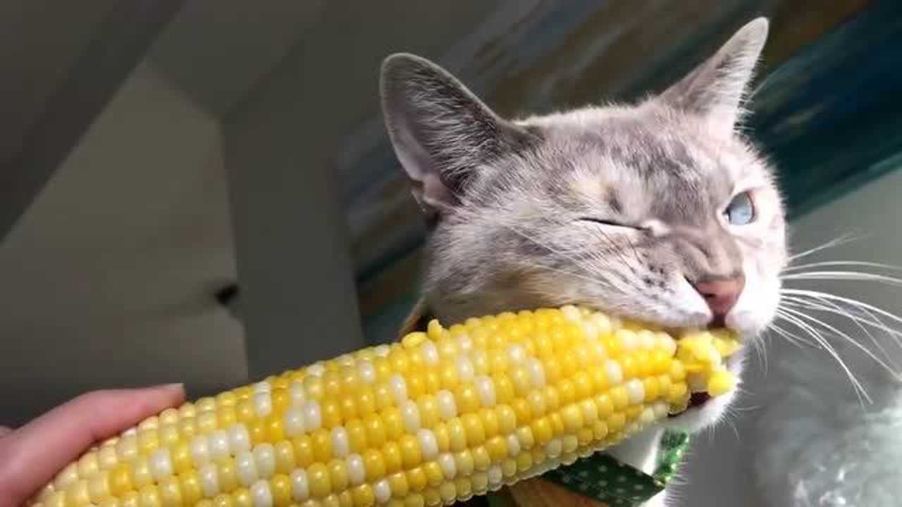 猫喜欢吃玉米是为啥